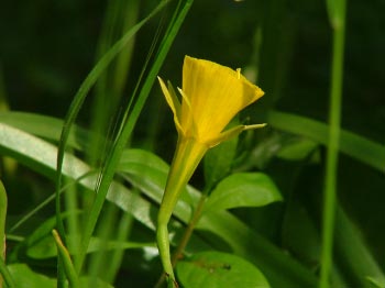 Narcissus bulbocodium 'Golden Bells' Hoepelroknarcis bestellen